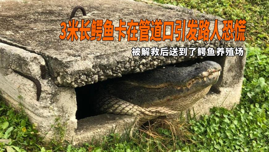 海岸线上的绿色“国宝”,澳门中特网一肖一码开奖时间,详细释义解释落实_手机版V7.29